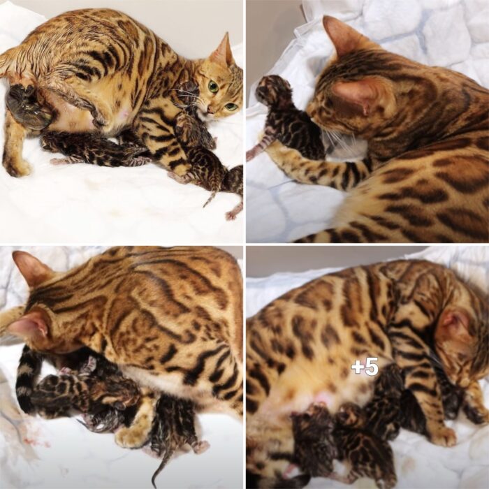 “Adorable Arrival: Bengal Mama Welcomes 5 Gorgeous Kittens into the World”